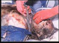 farm murders19.jpg