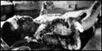 ATOMIC BOMB VICTIM 1.png