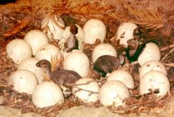 dino eggs on the ark.jpg