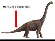 dino tail like a cedar.jpg