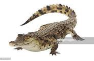 behemoth crocodile.jpg